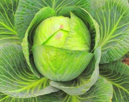 When Power Loses Humanity The Dangerous Politics Behind a Cabbage Meme